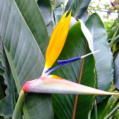 Bird of Paradise