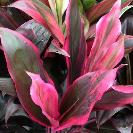 Cordyline Rubra