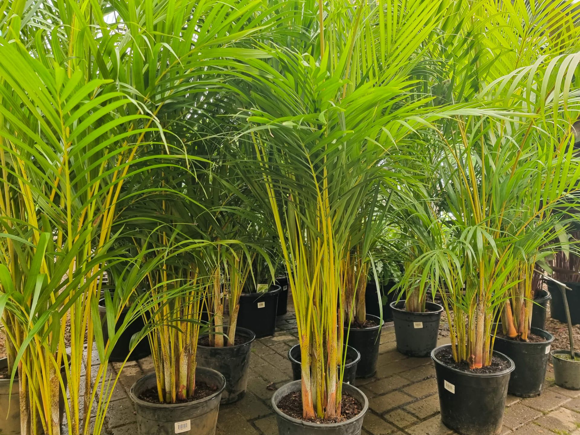 Areca Palm 30cm Dypsis Lutescens Indoor Vibe